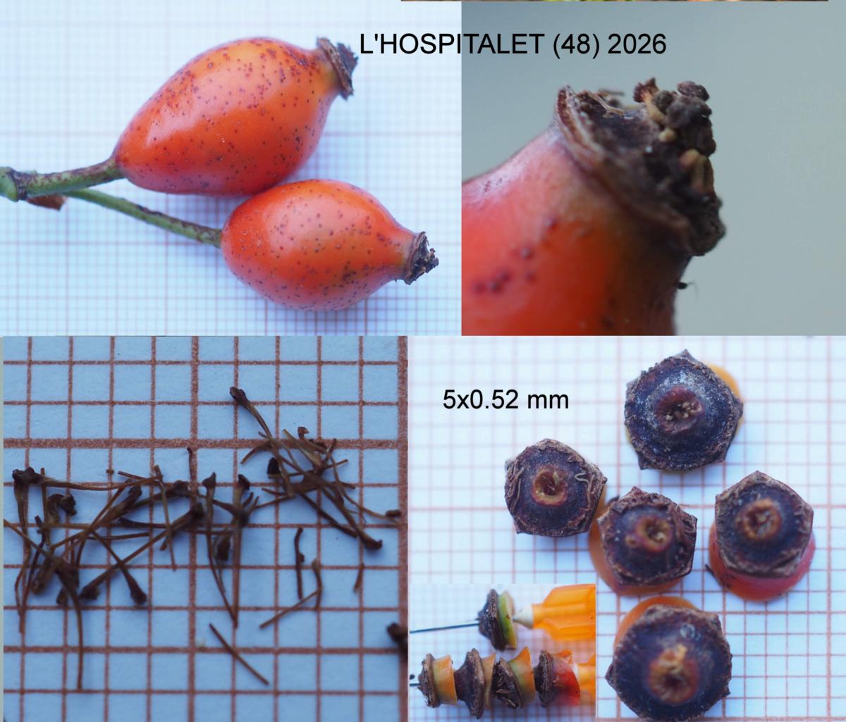 Rose, [corymbose] fruit